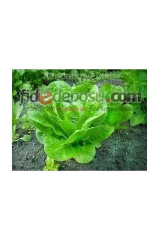 Arzuman Tohum TA3840810216 Yedikule Marul Tohumu