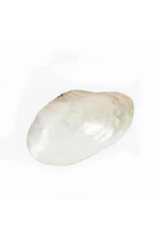 BOHOBAZZAR 6575181 Sedef Clam Doğal Deniz Kabuğu 25*31 Cm