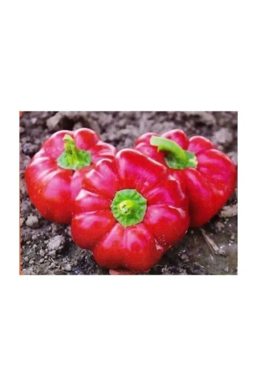 Bursa Tohumculuk TA3840810063 Domates Biberi Tohumu