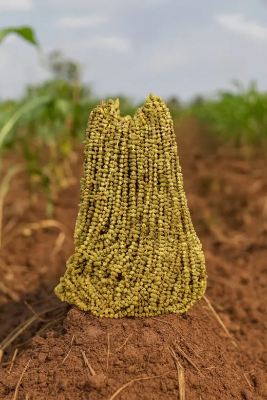ÇNR DOĞAL ÜRÜNLER ÇNR453DER54 Kurutulmuş Doğal Çiçek Bamya 200 Gram