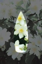 Diğer 131600713 Auran Yasemin Kokulu Geri Akış Tütsüsü Konik Tütsü Jasmine Backflow Incense Cones 10 Adet