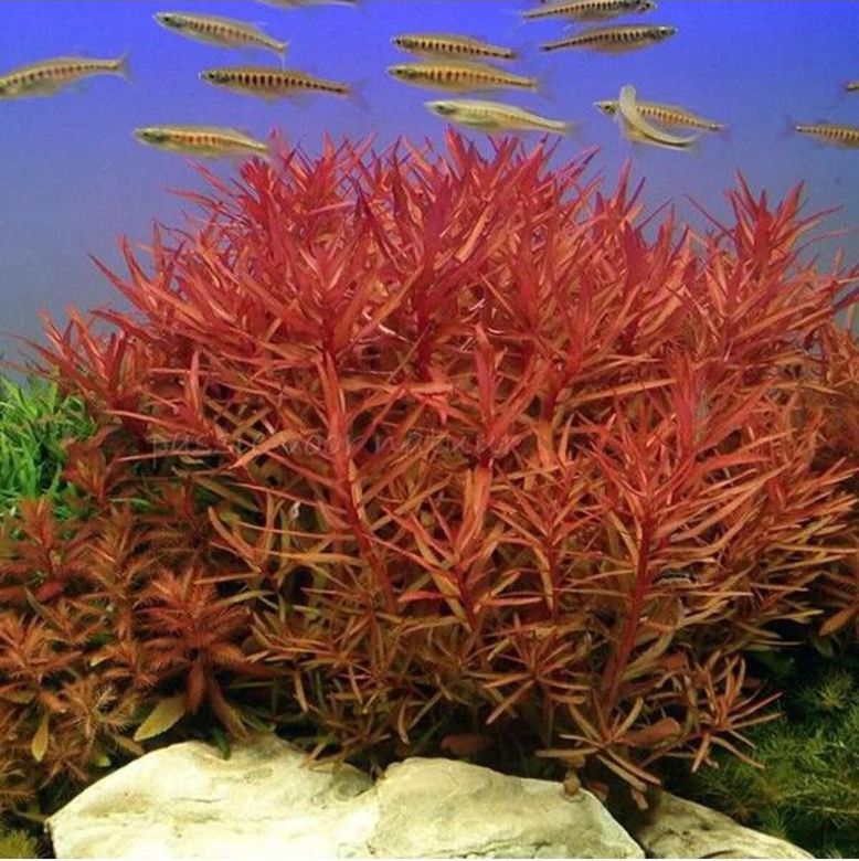Diğer 57858324442534399283959 Nesaea Crassicaulis Saksı Canlı Bitki