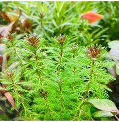 Diğer 57858324442534799283959 Myriophyllum Proserpinacoides Saksı Canlı Bitki Tr-949148