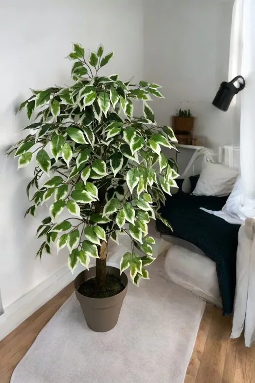 ERHAN FLOWERS ÇİÇEK & DEKORASYON fcs.100.mtl.sks 100 Cm Yapay Ficus Agacı