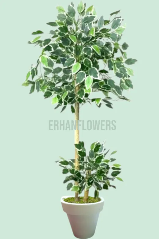 ERHAN FLOWERS ÇİÇEK & DEKORASYON ypy.agç.00298 100 Cm Ficus Yapay Ağaç Bambu 2 Gövdeli Beyaz Plastik Saksı