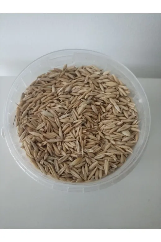 GoldMindMix kuşyemi-3 3Kg Kuş Yemi ( Kabuklu Yulaf ) 3Kg. Papağan Kanarya, Muhabbet Kuşu, Güvercin Için.