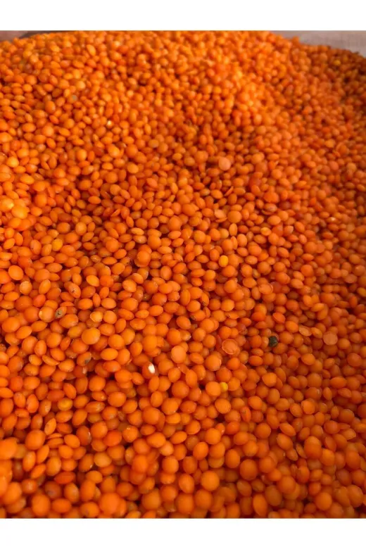 GÜLTEKİN BAL TYCYX88ZLN171580516308666 Köy Kirmizi Mercimek 1 Kg