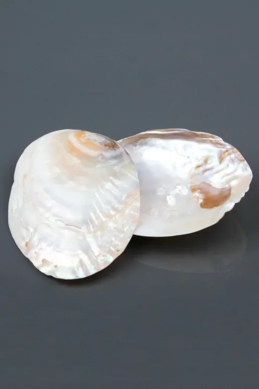 SHELL AYG1130 Sertifikalı Istiridye Sedef Deniz Kabuğu