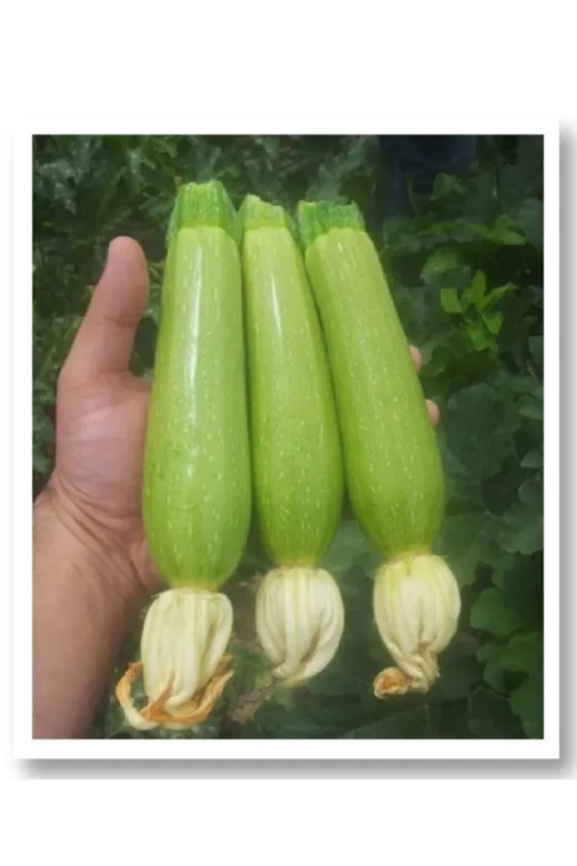 SÖKMEN CENTER KABAKTOHUM01 Mitofarm Inanlı Sakız Kabak Tohumu 10 Gr.