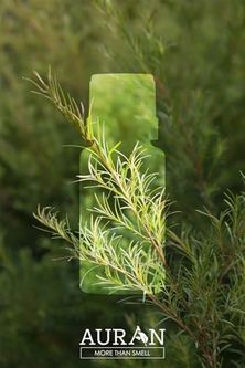 100 Bon 57855210125186380184975 Auran Çay Ağacı Esansiyel Uçucu Koku Yağı Ortam Kokusu Doğal Yağ Sihirli Küre Hobi Esansı 10Ml Abundance Prosperity