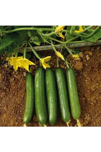 Agrobazaar 222720211 Salatalık Tohumu 10 Gram