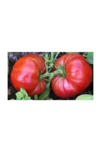 Arzuman Tohum TA3840810210 Marmande Domates Tohumu