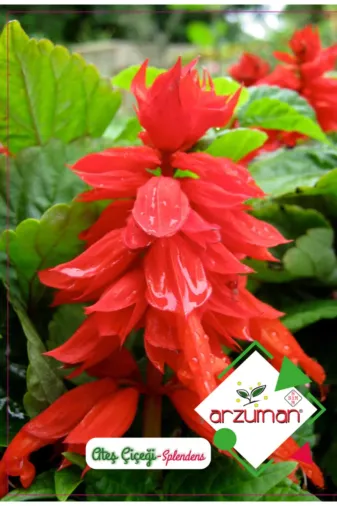 Arzuman Tohum TYC00071370647 Ateş Çiçeği Tohumu 1 Paket (30 Adet) Doğal Çiçek Tohumu Organik Çiçek Tohumu Salvia Splendes Tohumu