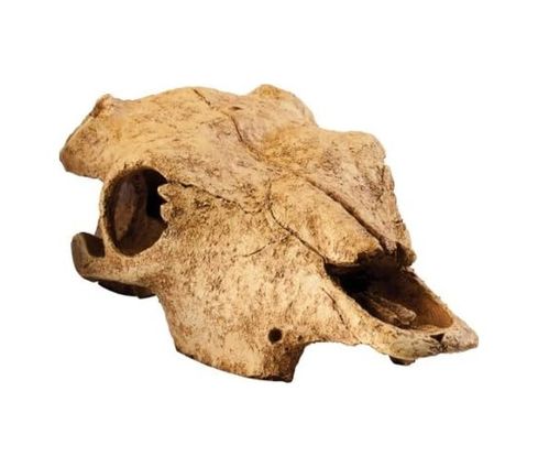 Diğer 128875674 Exo Terra Teraryum Dekor Buffalo Kafatası