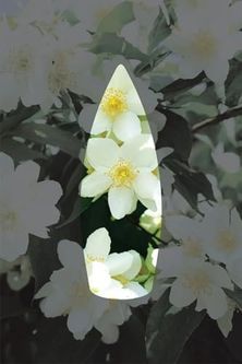 Diğer 131600713 Auran Yasemin Kokulu Geri Akış Tütsüsü Konik Tütsü Jasmine Backflow Incense Cones 10 Adet