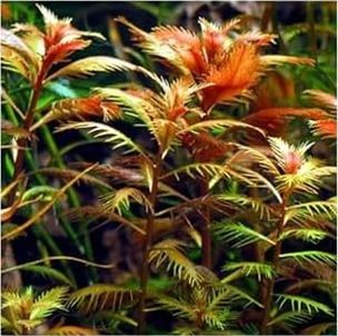 Diğer 57858324442574199283959 Proserpinaca Palustris Saksı Canlı Bitki Tr-P300