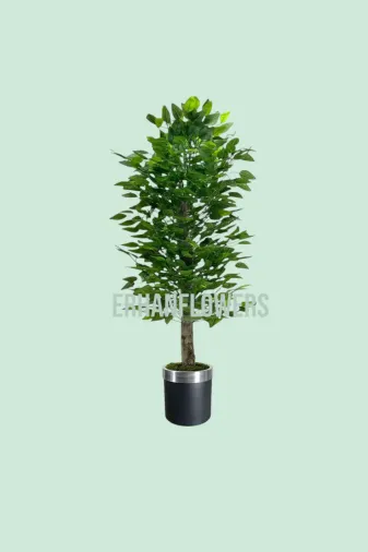 ERHAN FLOWERS ÇİÇEK & DEKORASYON erh.10005 150 Cm Islak Doku Benjamin Ağaç Siyah Gümüş Saksıda