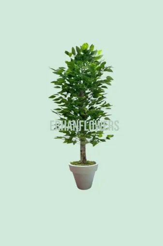 ERHAN FLOWERS ÇİÇEK & DEKORASYON erh.10008 150 Cm Islak Doku Benjamin Ağaç Beyaz Plastik Saksıda