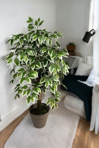 ERHAN FLOWERS ÇİÇEK & DEKORASYON fcs.100.mtl.sks 100 Cm Yapay Ficus Agacı