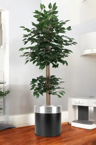 ERHAN FLOWERS ÇİÇEK & DEKORASYON TYBbnj.bmb.155150413097 Yapay Benjamin Ağacı Bambu Gövdeli Yeşil (Şik Metal Siyah Saksili) 160 Cm