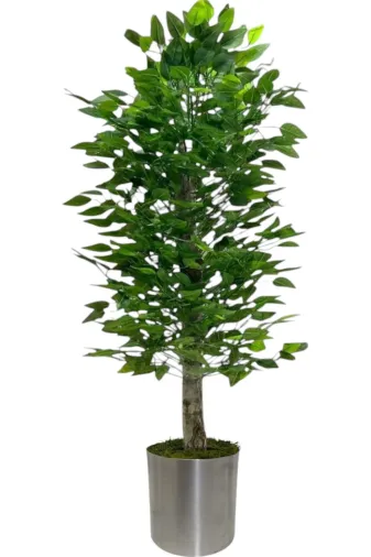 ERHAN FLOWERS ÇİÇEK & DEKORASYON ypy.agç.00173 Yapay 150Cm Benjamın Yogun Yaprak Metal  Saksı