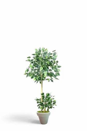 ERHAN FLOWERS ÇİÇEK & DEKORASYON ypy.agç.00298 100 Cm Ficus Yapay Ağaç Bambu 2 Gövdeli Beyaz Plastik Saksı
