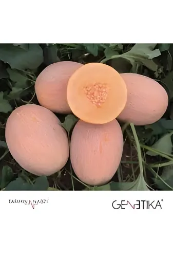GENETİKA fsdfsadftwer Genetic Karizma F1 Kavun Tohumu
