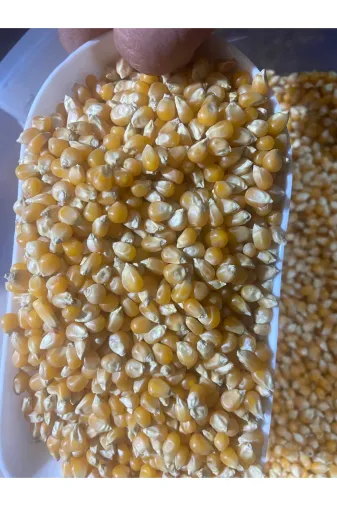 GÜLTEKİN BAL Patlatmalık Mısır 1 Kg