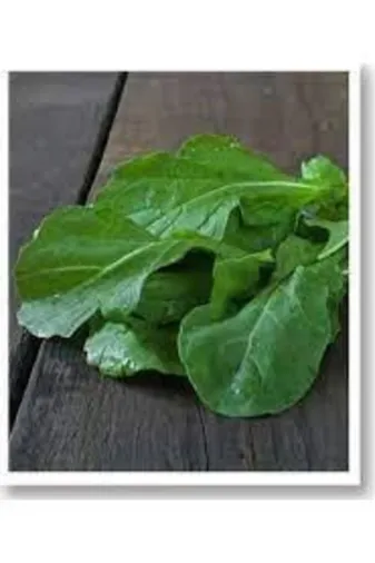 Mitofarm Tohumculuk 222369 Mitofarm Geniş Yaprak Tere Tohumu * *yaklaşık 3000 Adet Tohum / 5 Gr