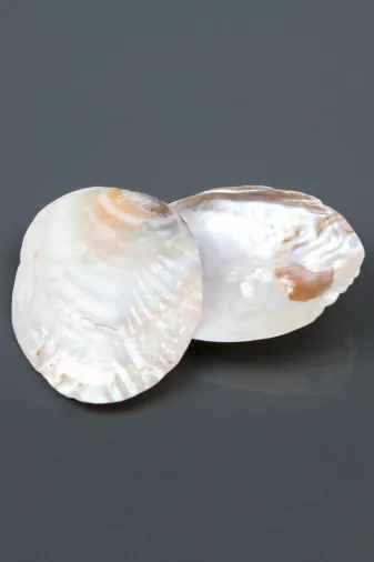 SHELL AYG1130 Sertifikalı Istiridye Sedef Deniz Kabuğu