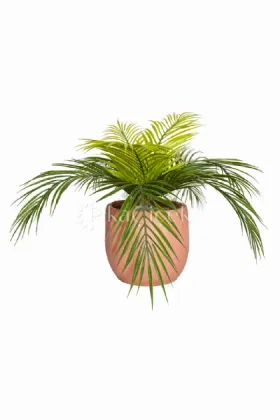 Yapay Plastik Areka Palmiyesi 55cm