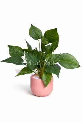 Yapay Spathiphyllum (Barış Çiçeği) - 50 cm
