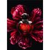 0682021 Christian Dior Hypnotic Poison Edt 100 Ml Kadın Parfüm 3