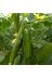 Agrobazaar 222720211 Salatalık Tohumu 10 Gram 2