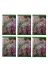 AHU TYCIFOUJTN172390435072956 Karadut Aromalı İçecek Tozu 250 Gr. X 6 Adet 1