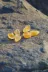 ART LİFE DOĞALTAŞ Natural Stones ART LİFE DOĞALTAŞ Natural Stones 300333 Cüzdanlık Sitrin (Para Taşı) Tımbıl (Tumble) Doğal Taş ( 1 Adet) 1