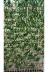 ERHAN FLOWERS 220.100 Bambu Speratör 220 Cm Boy 100 Cm Saksıda 15'li 2