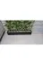 ERHAN FLOWERS 220.100 Bambu Speratör 220 Cm Boy 100 Cm Saksıda 15'li 3