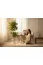 ERHAN FLOWERS bnj-140-190 Yapay Çiçek Nergiz Saksıda Benjamin Salon Ev Ağacı Yeşil Bitkisi Bambu Gövdeli Dolgun 125-85 Cm 2
