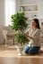 ERHAN FLOWERS bnj-140-190 Yapay Çiçek Nergiz Saksıda Benjamin Salon Ev Ağacı Yeşil Bitkisi Bambu Gövdeli Dolgun 125-85 Cm 3