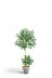 ERHAN FLOWERS ÇİÇEK & DEKORASYON ypy.agç.00298 100 Cm Ficus Yapay Ağaç Bambu 2 Gövdeli Beyaz Plastik Saksı 1