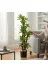 ERHAN FLOWERS ERH-A-1261 Yapay Dracaena 180 Cm - 3 Gövdeli Zebra Desenli Yapay Ağaç Siyah Gümüş Saksı 1