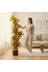 ERHAN FLOWERS ERH-A-1261 Yapay Dracaena 180 Cm - 3 Gövdeli Zebra Desenli Yapay Ağaç Siyah Gümüş Saksı 2