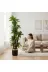 ERHAN FLOWERS ERH-A-1261 Yapay Dracaena 180 Cm - 3 Gövdeli Zebra Desenli Yapay Ağaç Siyah Gümüş Saksı 4