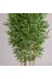 ERHAN FLOWERS erh.1723 Yapay Bambu Ağaç 190 Cm 6 Dallı Yogun Yaprak Beyaz Plastik Saksı 4