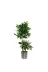 ERHAN FLOWERS mtl-130-180 Yapay Çiçek Metal Saksıda Benjamin Salon Balkon Ev Ağacı Yeşil Bitkisi Bambu Gövdeli 140-100 Cm 2
