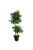 ERHAN FLOWERS ypy.100.bnj Yapay Çiçek Siyah Saksıda Benjamin Salon Balkon Ev Ağacı Yeşil Bitkisi Bambu Gövdeli Dolgun 145 Cm 2