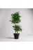ERHAN FLOWERS ypy.100.bnj Yapay Çiçek Siyah Saksıda Benjamin Salon Balkon Ev Ağacı Yeşil Bitkisi Bambu Gövdeli Dolgun 145 Cm 3
