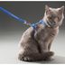 ETT 562741416442 Kedi Boyun Ve Göğüs Tasması 1