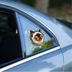 Fulcar Siamesse Araç Stickerı 1